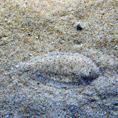 Heteromycteris japonicus (Heteromycteris japonicus) |commons:File:Heteromycteris japonica by OpenCage.jpg