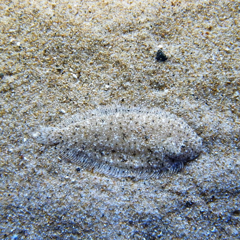 Heteromycteris japonicus (Heteromycteris japonicus) |commons:File:Heteromycteris japonica by OpenCage.jpg
