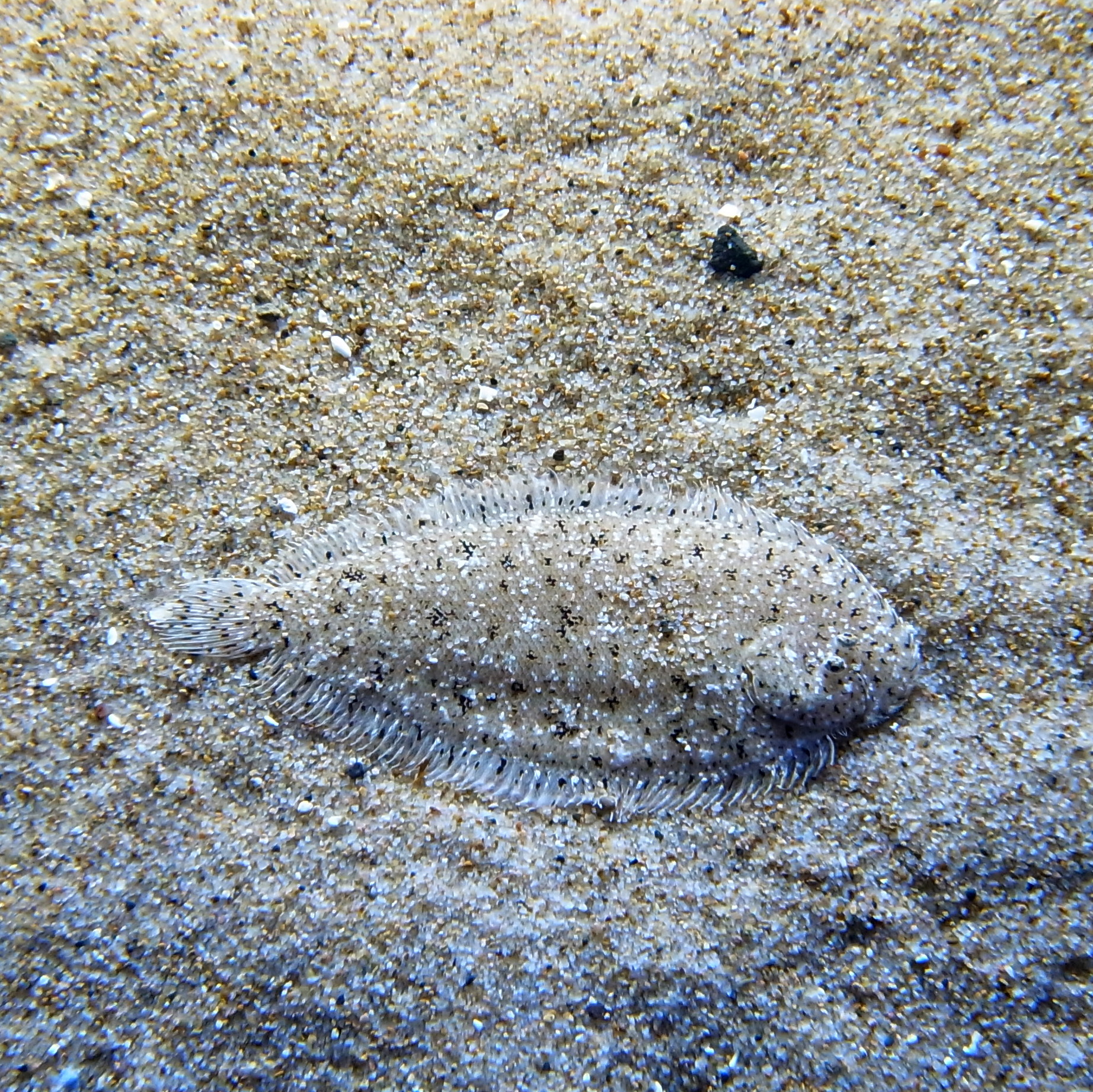 Heteromycteris japonicus (Heteromycteris japonicus) |commons:File:Heteromycteris japonica by OpenCage.jpg