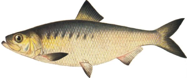 Hickory Shad (Alosa mediocris) |commons:File:Alosa mediocris.jpg