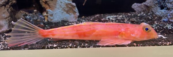 Highfin Bigeye Dragonet (Synchiropus altivelis) |commons:File:Synchiropus altivelis Numazu.jpg