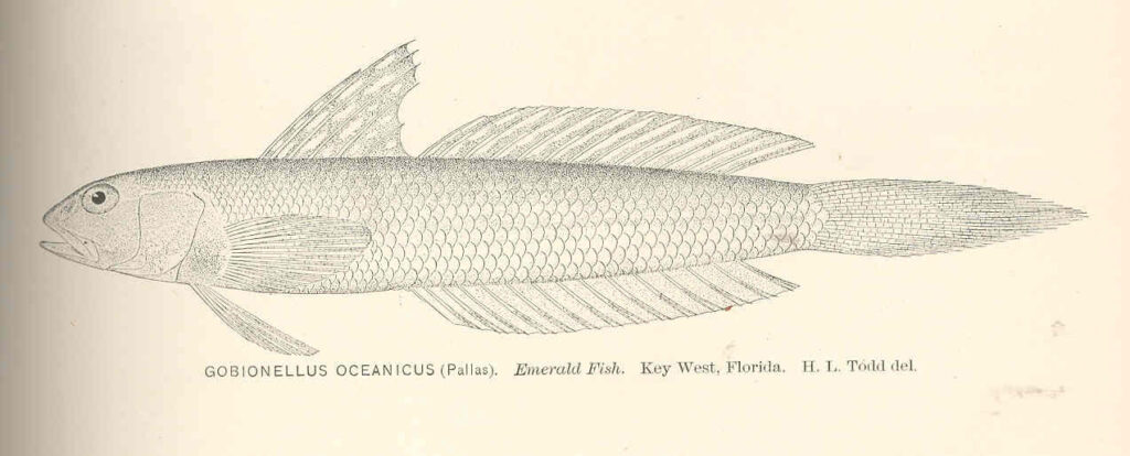 Highfin Goby (Gobionellus oceanicus) |commons:File:FMIB 40104 Gobionellus oceanicus (Pallas) Emerald Fish Key West Florida.jpeg
