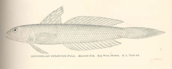 Highfin Goby (Gobionellus oceanicus) |commons:File:FMIB 40104 Gobionellus oceanicus (Pallas) Emerald Fish Key West Florida.jpeg