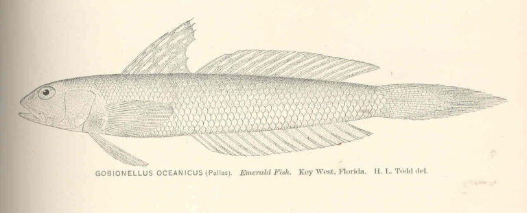 Highfin Goby (Gobionellus oceanicus) |commons:File:FMIB 40104 Gobionellus oceanicus (Pallas) Emerald Fish Key West Florida.jpeg