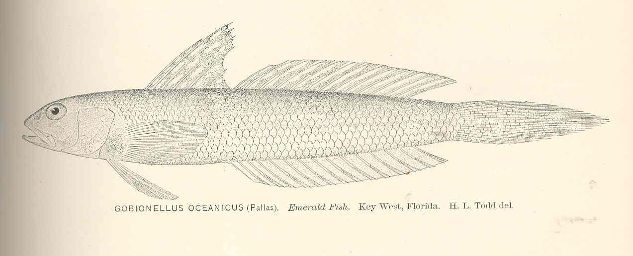 Highfin Goby (Gobionellus oceanicus) |commons:File:FMIB 40104 Gobionellus oceanicus (Pallas) Emerald Fish Key West Florida.jpeg