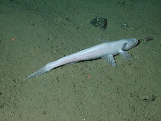 Highfin Lizardfish (Bathysaurus mollis) |commons:File:Bathysaurus mollis.jpg