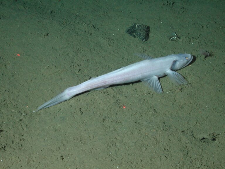 Highfin Lizardfish (Bathysaurus mollis) |commons:File:Bathysaurus mollis.jpg