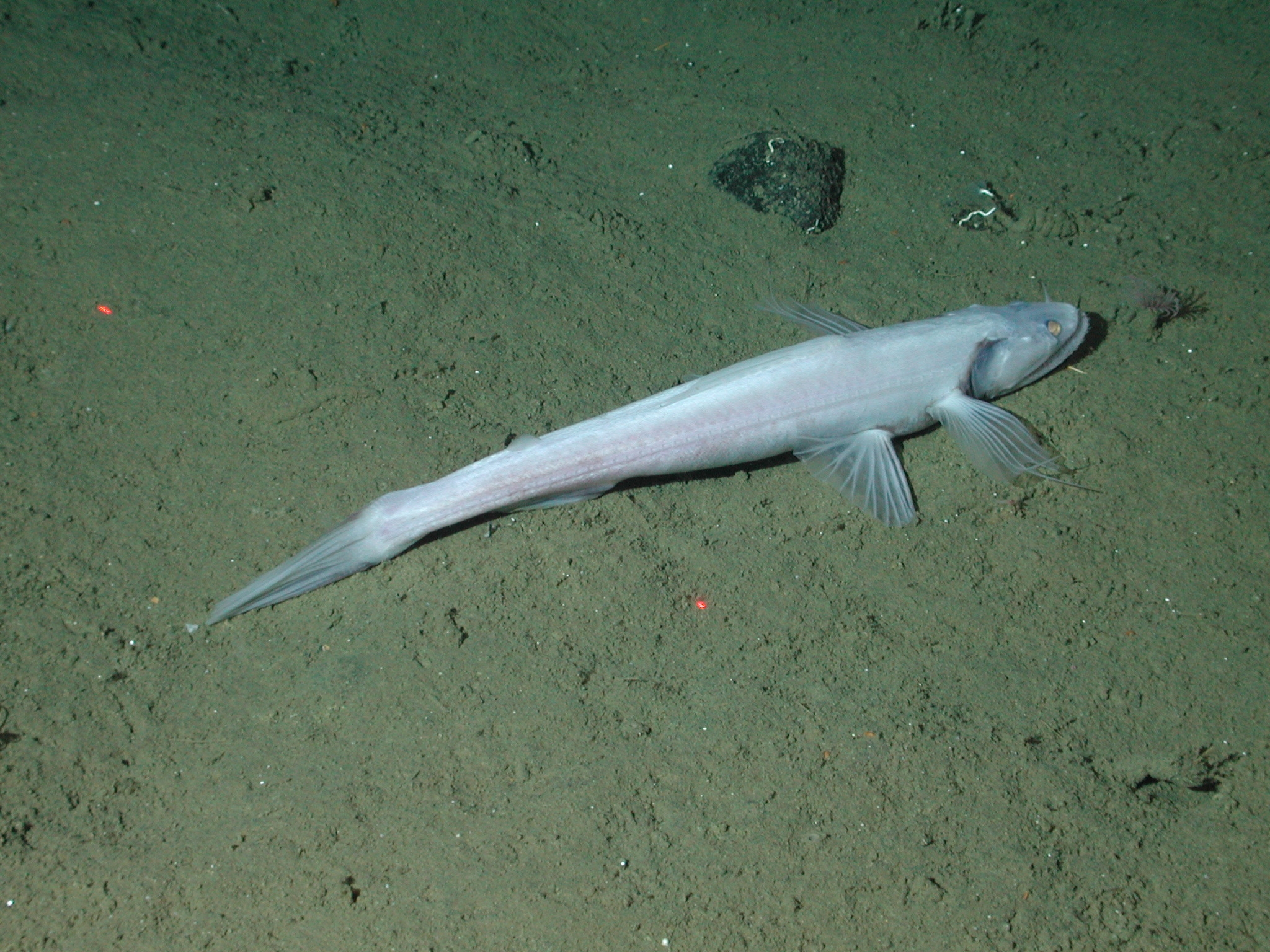 Highfin Lizardfish (Bathysaurus mollis) |commons:File:Bathysaurus mollis.jpg