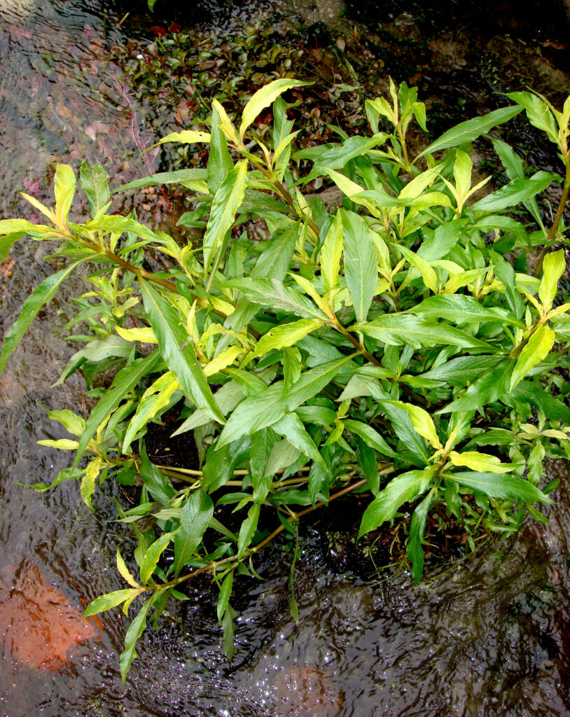 Higrofila Angustifolia (Hygrophila angustifolia) |commons:File:Hygrophila angustifolia R.Br. (AM AK305924).jpg