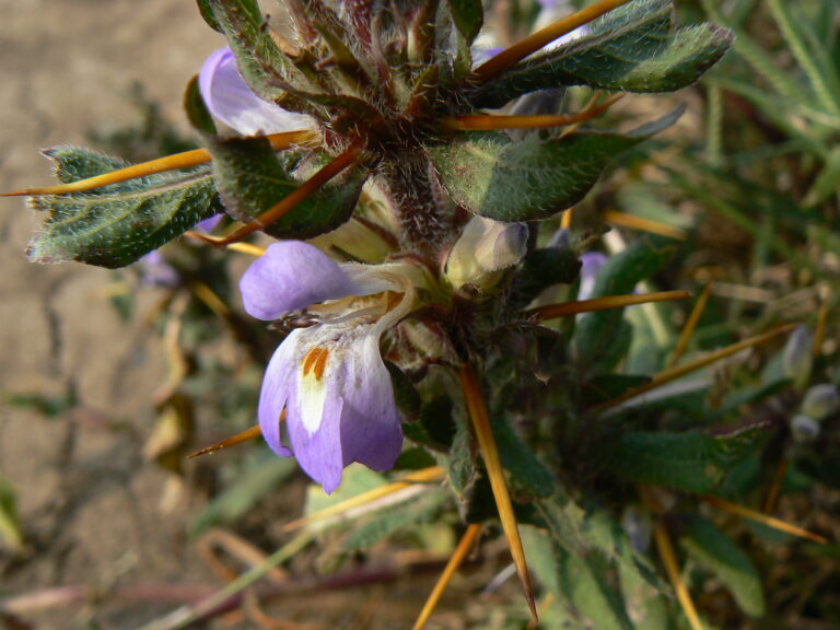 Higrofila Auriculata (Hygrophila auriculata) |commons:File:Hygrophila auriculata (1657400815).jpg