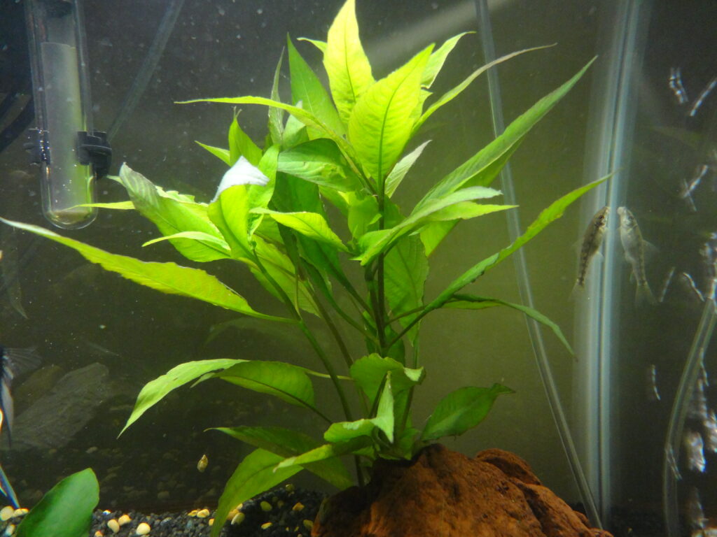Higrofila Corymbosa (Hygrophila corymbosa) |commons:File:Hygrophila corymbosa.JPG