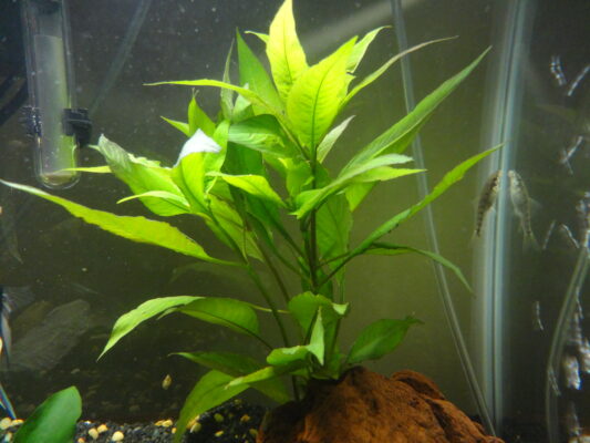 Higrofila Corymbosa (Hygrophila corymbosa) |commons:File:Hygrophila corymbosa.JPG