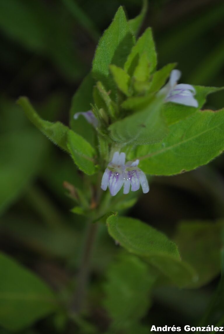 Higrofila Costata (Hygrophila costata) |commons:File:Hygrophila costata.jpg