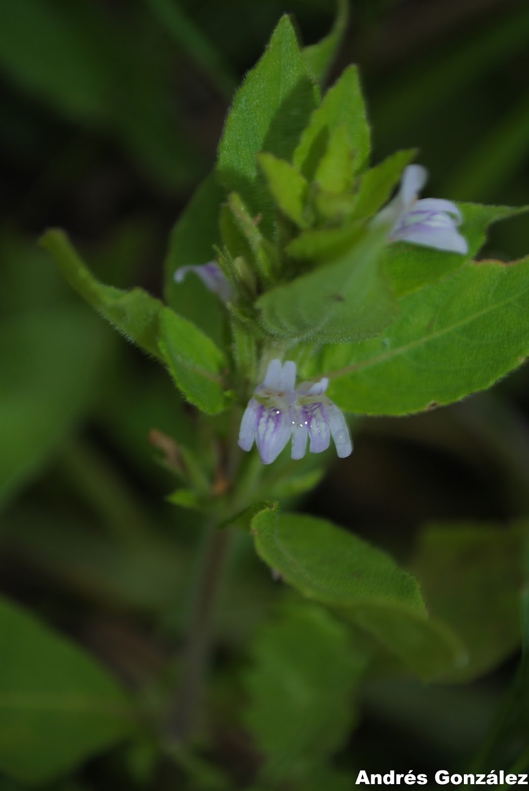 Higrofila Costata (Hygrophila costata) |commons:File:Hygrophila costata.jpg