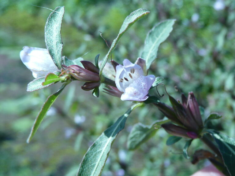 Higrofila Pogonocalyx (Hygrophila pogonocalyx) |commons:File:Hygrophila pogonocalyx.jpg