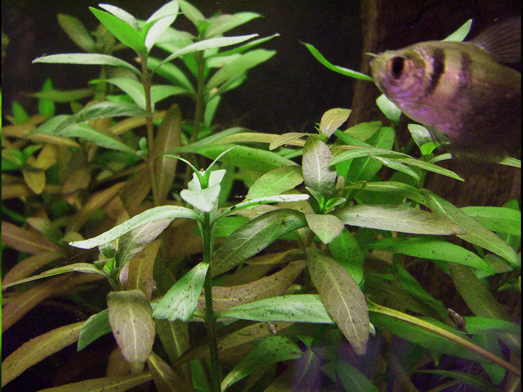 Higrofila Polysperma (Hygrophila polysperma) |commons:File:Hygrophila Polysperma (78786583).jpeg