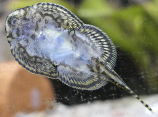 Hillstream Loach (Sewellia lineolata) |commons:File:Sewellia lineolata - Pracht-Flossensauger.jpg