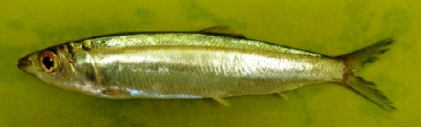 hint sardalyasi (Dussumieria elopsoides) |commons:File:Dussumieria elopsoides.png