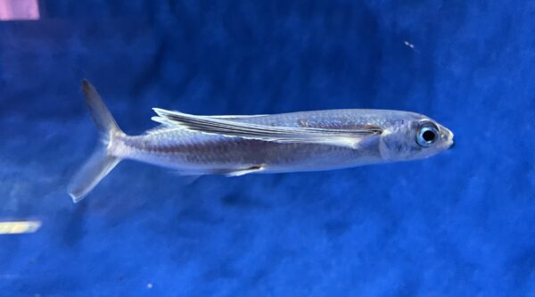 Hirundichthys oxycephalus (Hirundichthys oxycephalus) |commons:File:Hirundichthys oxycephalus AQUAS.jpg