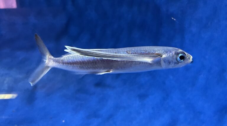 Hirundichthys oxycephalus (Hirundichthys oxycephalus) |commons:File:Hirundichthys oxycephalus AQUAS.jpg