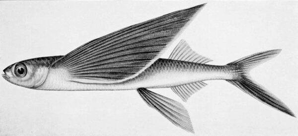 Hirundichthys rufipinnis (Hirundichthys rufipinnis) |commons:File:Hirundichthys rufipinnis.jpg