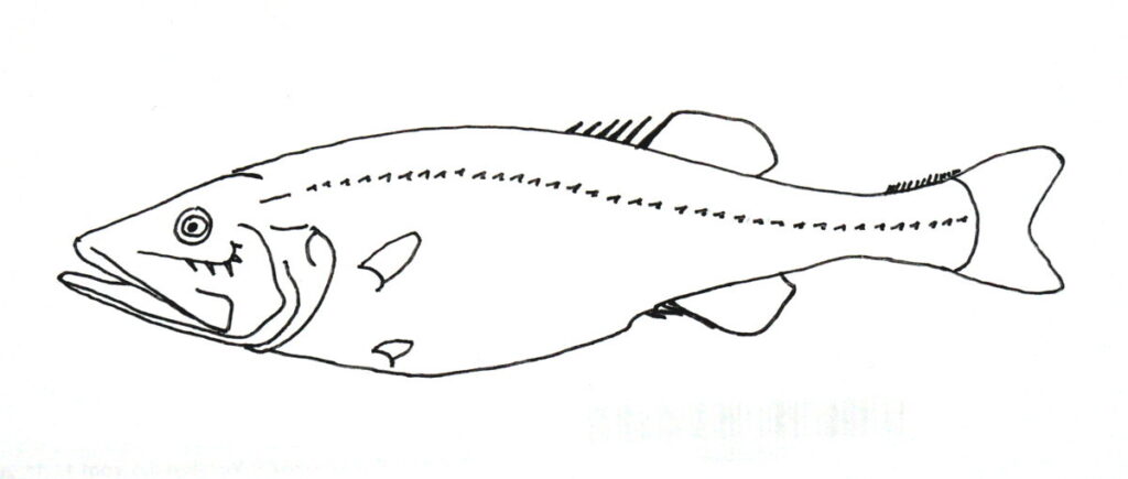 Hispidoberyx ambagiosus (Hispidoberyx ambagiosus) |commons:File:Hispidoberyx ambagiosus.jpg