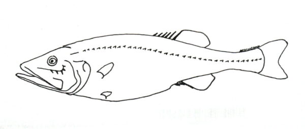 Hispidoberyx ambagiosus (Hispidoberyx ambagiosus) |commons:File:Hispidoberyx ambagiosus.jpg