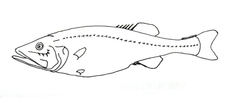 Hispidoberyx ambagiosus (Hispidoberyx ambagiosus) |commons:File:Hispidoberyx ambagiosus.jpg