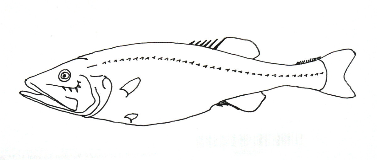 Hispidoberyx ambagiosus (Hispidoberyx ambagiosus) |commons:File:Hispidoberyx ambagiosus.jpg