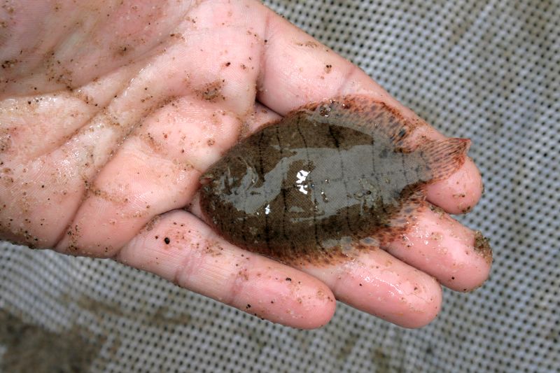 Hogchoker (Trinectes maculatus) |commons:File:Hogchoker (Trinectes maculatus).jpg