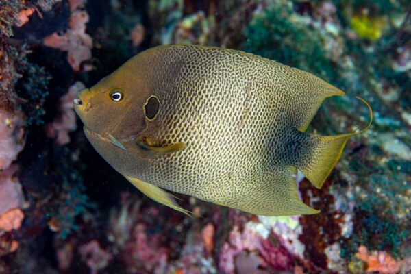 Holacanthus africanus (Holacanthus africanus) |commons:File:Holacanthus africanus.jpg