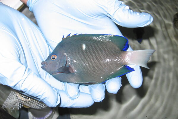 Holacanthus limbaughi (Holacanthus limbaughi) |commons:File:Clipperton Angelfish (Holacanthus limbaughi) (6522834547).jpg
