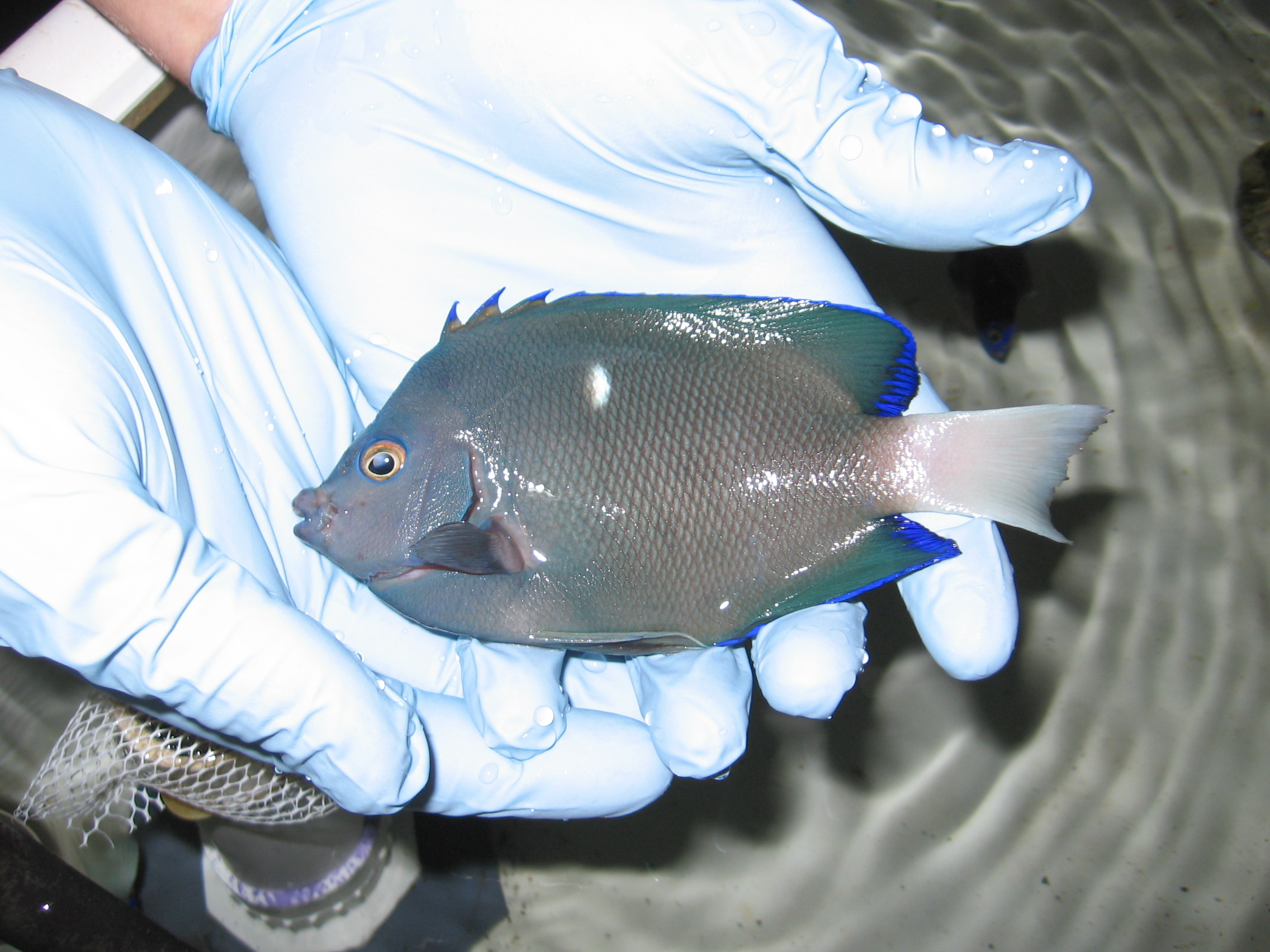 Holacanthus limbaughi (Holacanthus limbaughi) |commons:File:Clipperton Angelfish (Holacanthus limbaughi) (6522834547).jpg