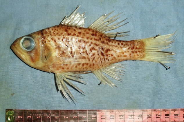Holapogon maximus (Holapogon maximus) |commons:File:Holapogon maximus.jpg