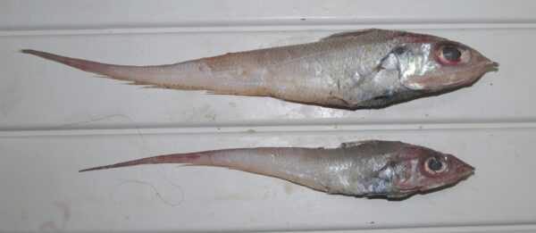 Hollowsnout Grenadier (Coelorinchus caelorhincus) |commons:File:Coelorinchus caelorhincus 01.JPG