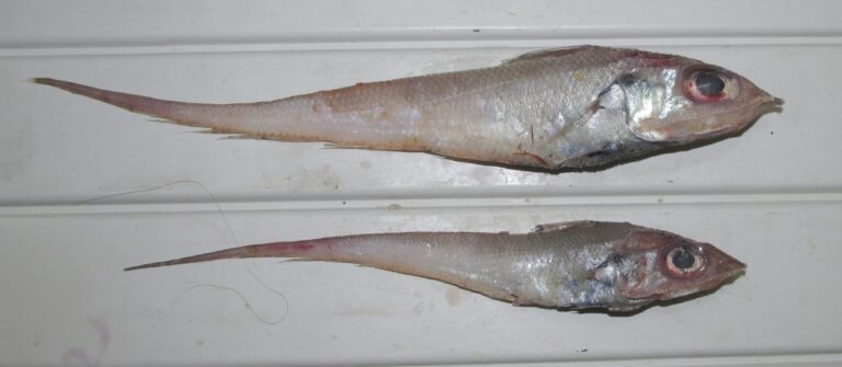 Hollowsnout Grenadier (Coelorinchus caelorhincus) |commons:File:Coelorinchus caelorhincus 01.JPG