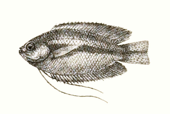 Honey Gourami (Trichogaster chuna) |commons:File:Trichogaster chuna Ford 79.jpg