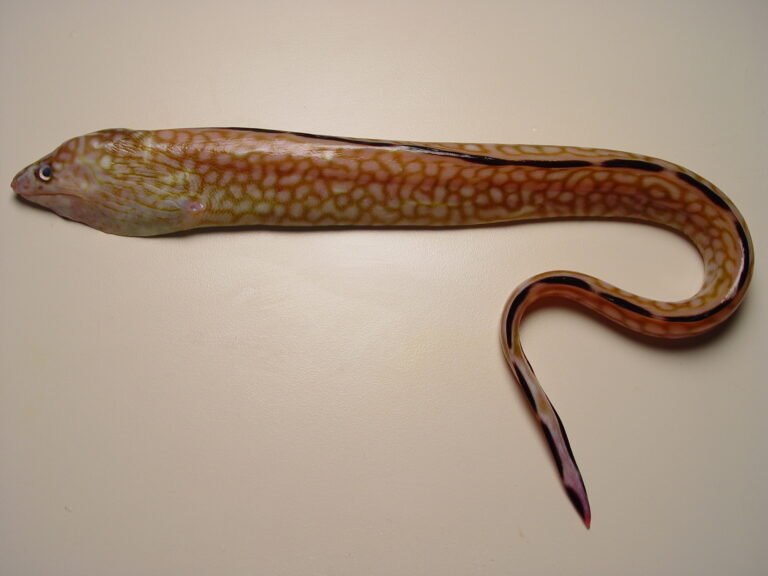 Honeycomb Moray (Gymnothorax saxicola) |commons:File:Gymnothorax saxicola.jpg