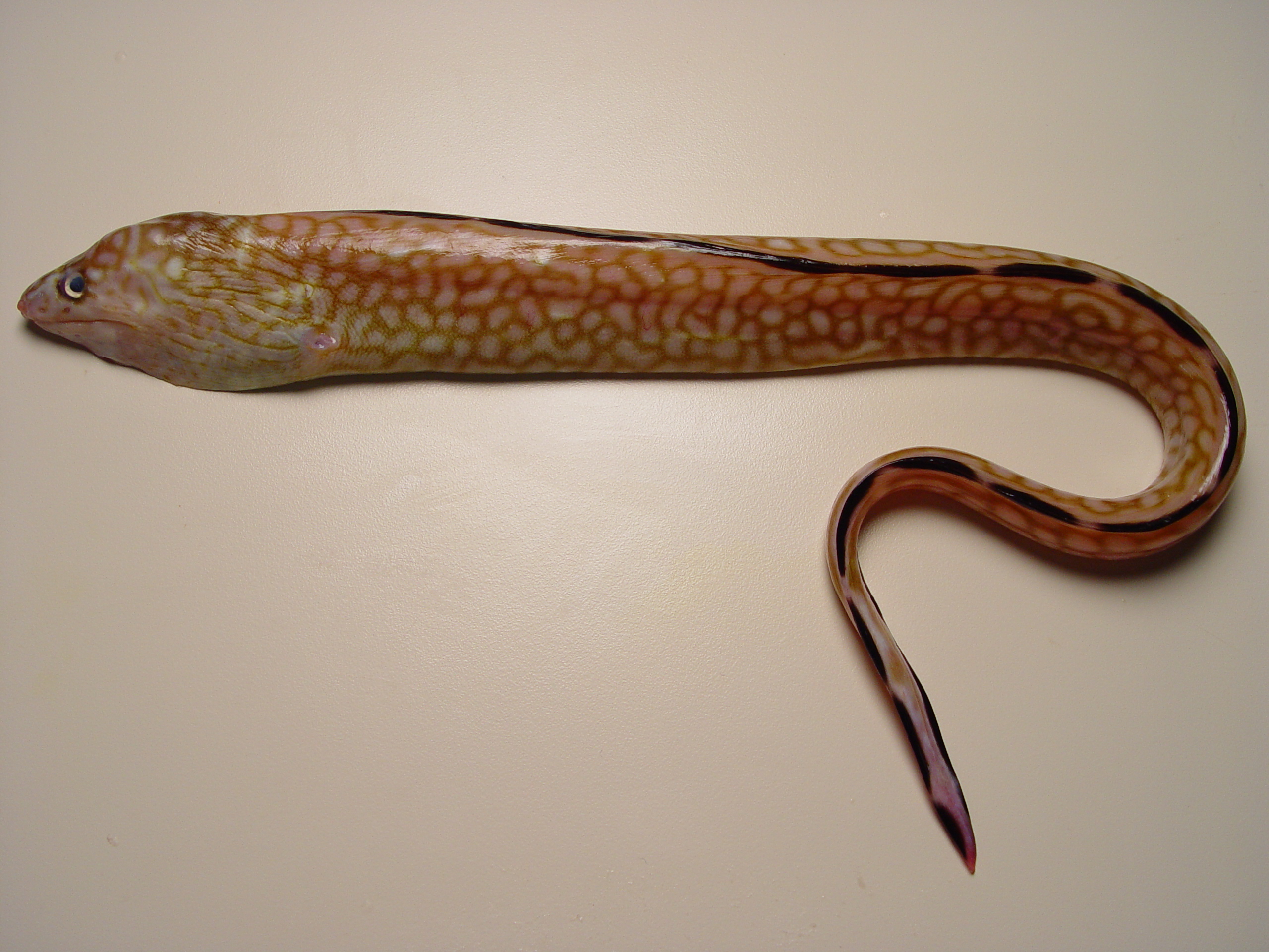 Honeycomb Moray (Gymnothorax saxicola) |commons:File:Gymnothorax saxicola.jpg
