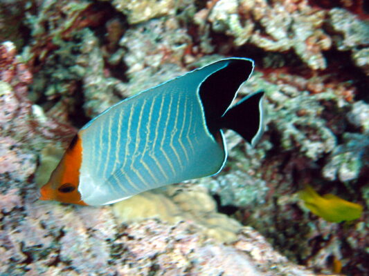 Hooded Butterflyfish (Chaetodon larvatus) |commons:File:Chaetodon larvatus.jpg