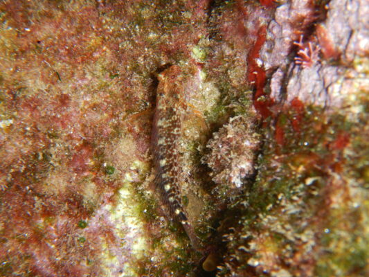 horizbina (Parablennius zvonimiri) |commons:File:Parablennius zvonimiri.jpg