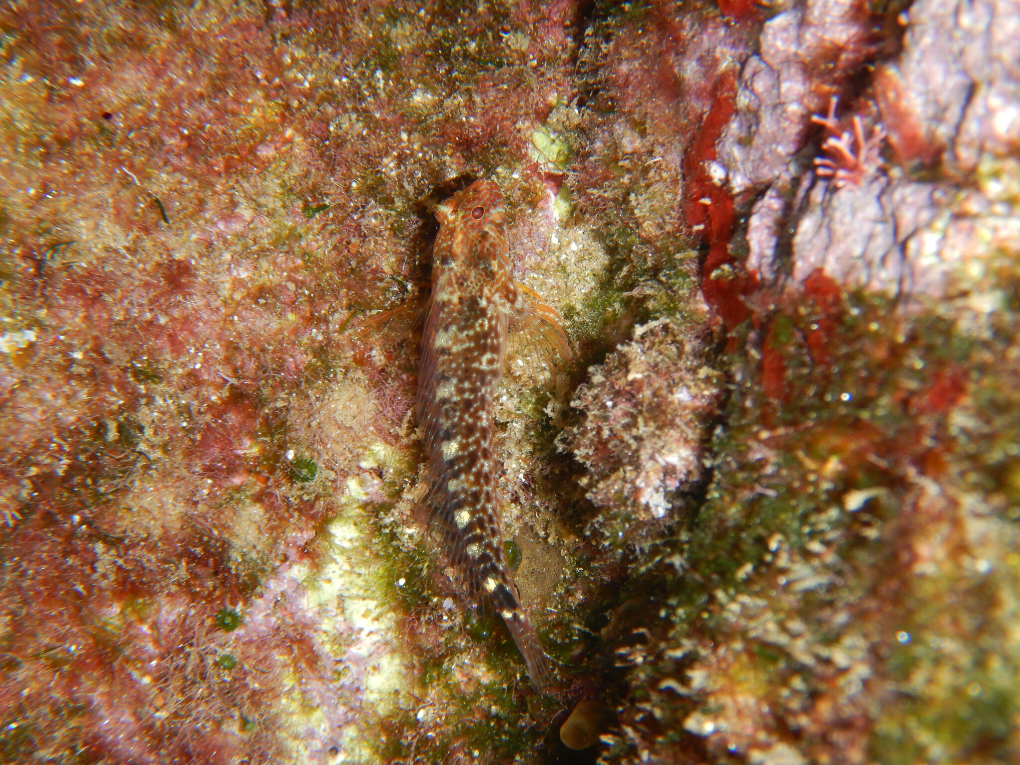 horizbina (Parablennius zvonimiri) |commons:File:Parablennius zvonimiri.jpg