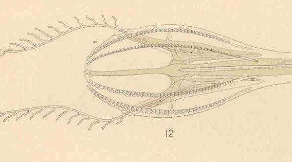 Hormiphora hormiphora Hormiphora hormiphora