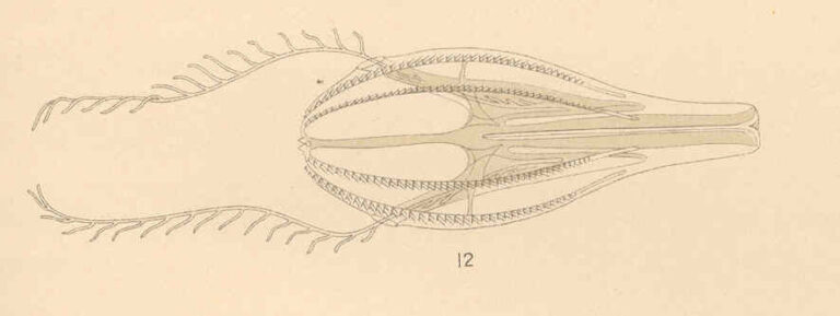 Hormiphora hormiphora Hormiphora hormiphora