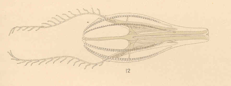 Hormiphora hormiphora Hormiphora hormiphora