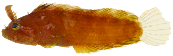 Horned Blenny (Paraclinus grandicomis) |commons:File:Paraclinus grandicomis - pone.0010676.g148.png