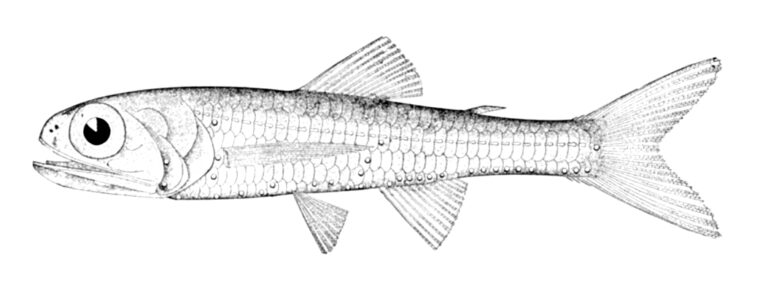 Horned Lanternfish (Ceratoscopelus maderensis) |commons:File:Ceratoscopelus maderensis.jpg