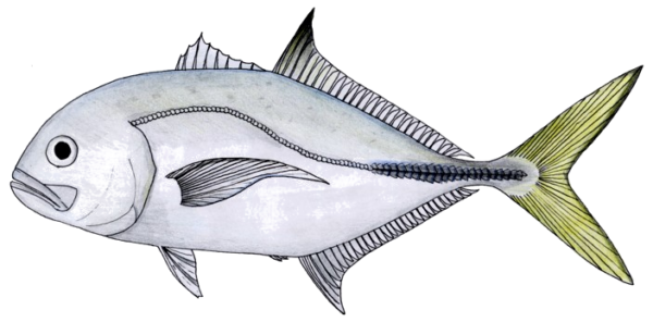 Horse-eye Jack (Caranx latus) |commons:File:Caranx latus.PNG
