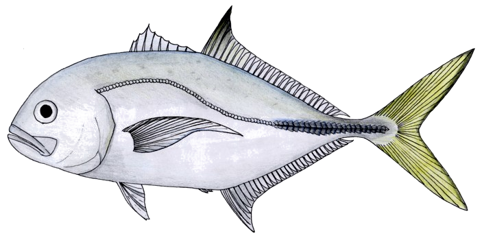Horse-eye Jack (Caranx latus) |commons:File:Caranx latus.PNG
