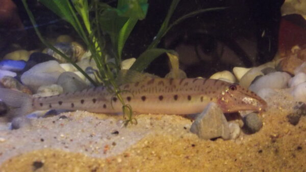 Horseface Loach (Acantopsis choirorhynchos) |commons:File:Acantopsis choirorhynchos.JPG